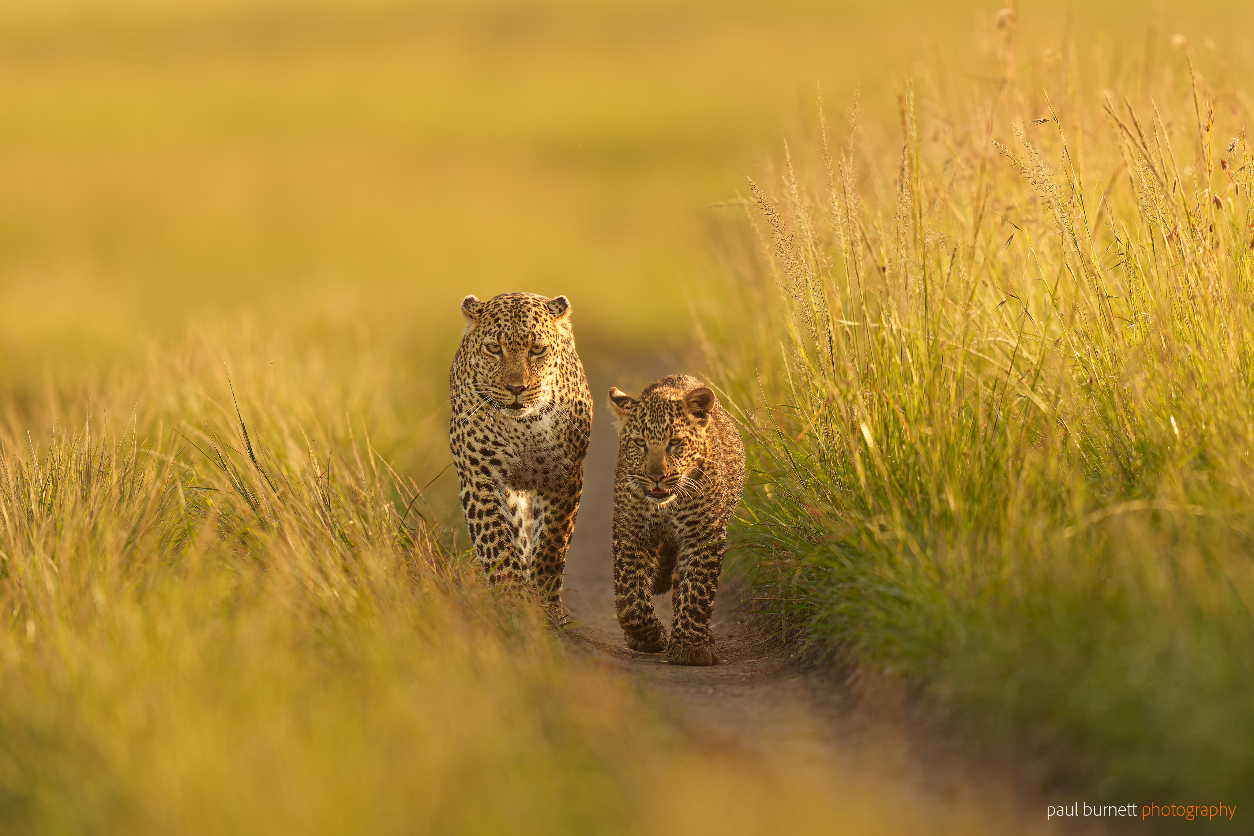 leopard and cub